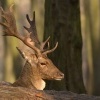 Danek evropsky - Dama dama - Fallow Deer 2016